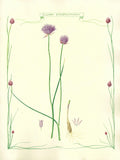 Illustration of chives with purple flowers on a beige background