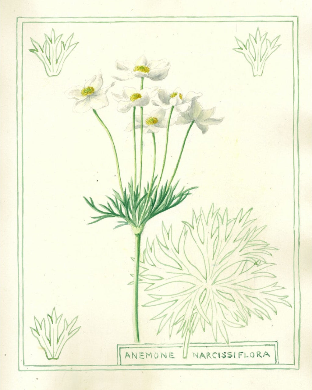 Botanical illustration of a white flower with green leaves on a light beige background
