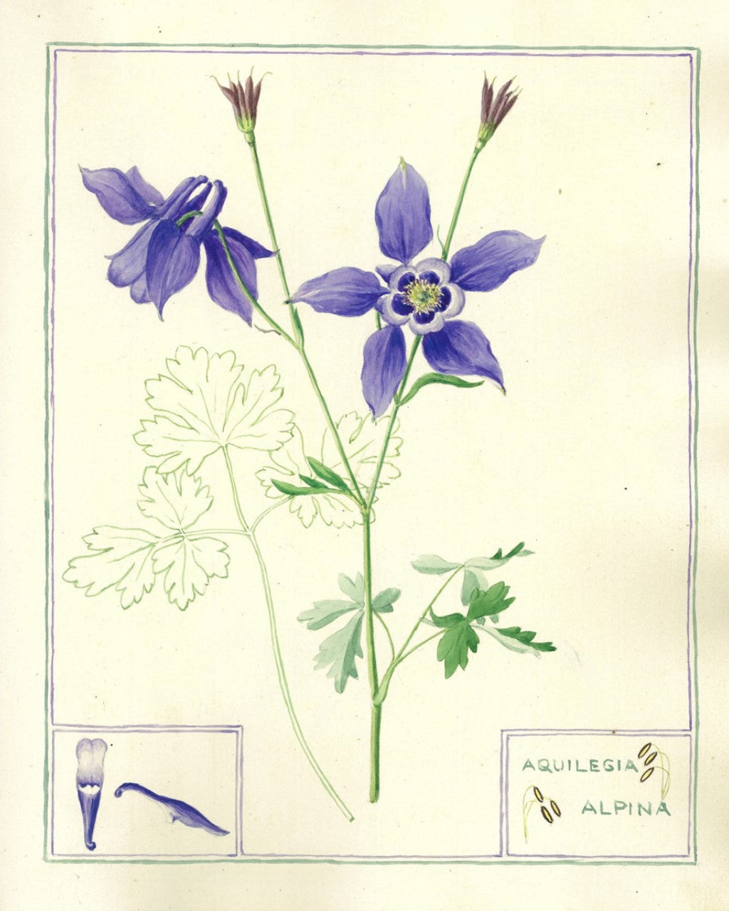 Botanical illustration of a purple flower with green leaves on a beige background
