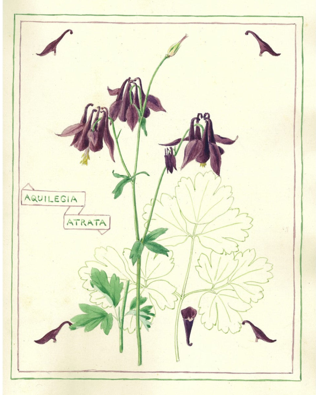 Botanical illustration of a purple flower with green leaves on a beige background