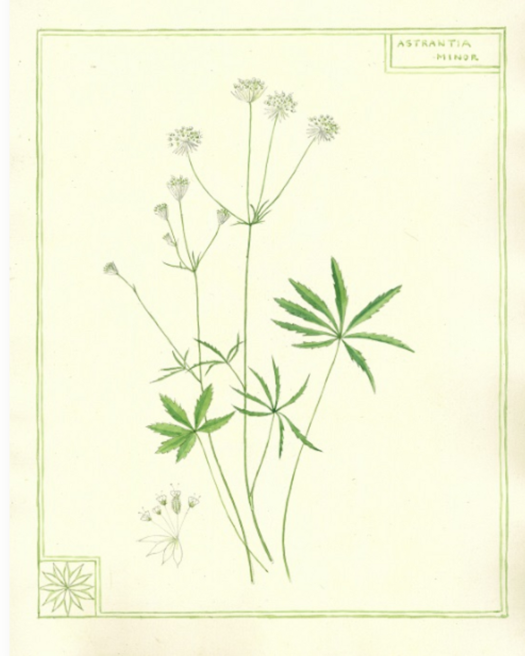 Botanical illustration of a plant on a light green background