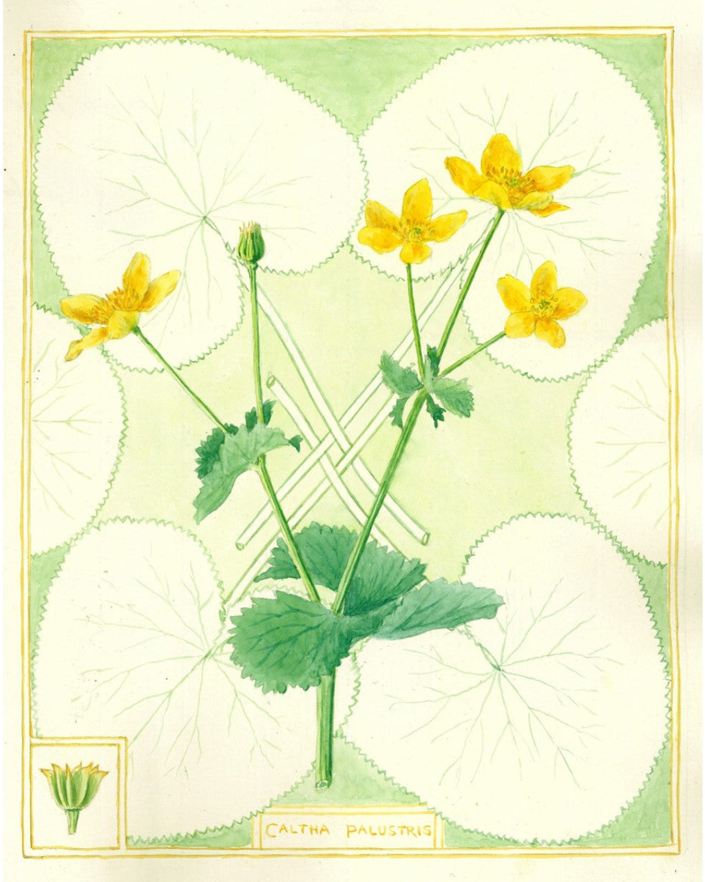 Illustration of yellow flowers with green leaves on a light green background