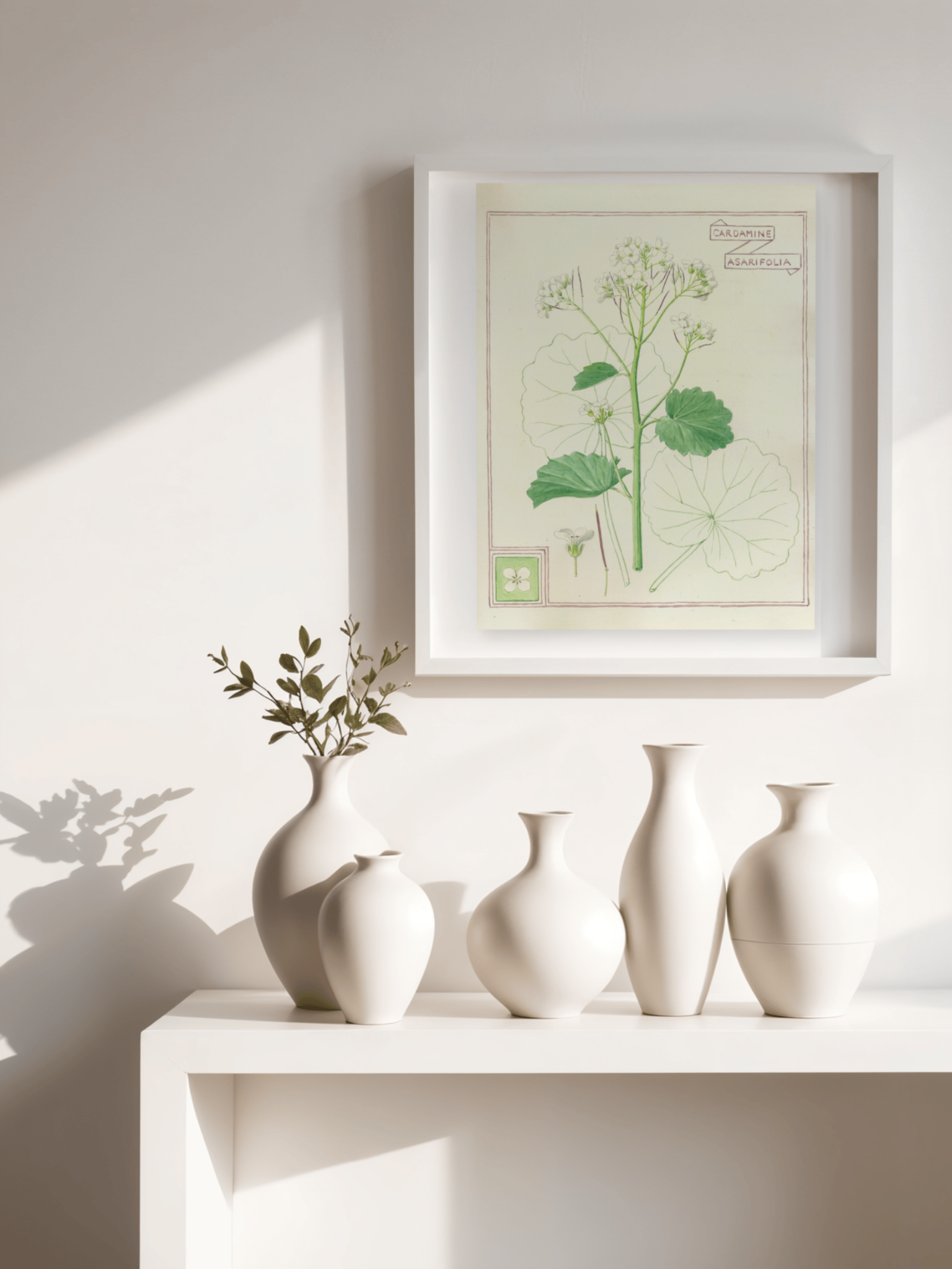 Cardamine Asarifolia