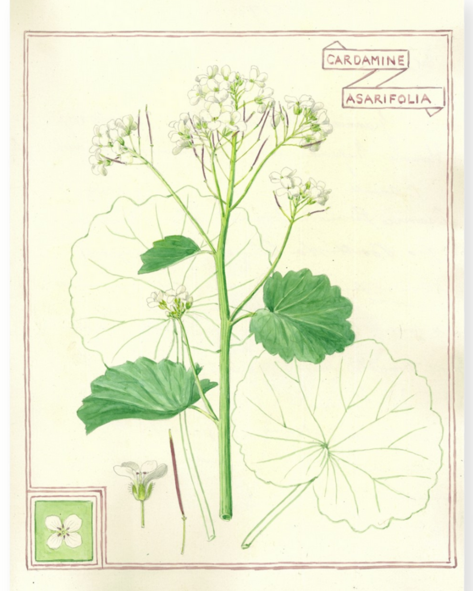 Botanical illustration of a plant with green leaves and flowers on a beige background