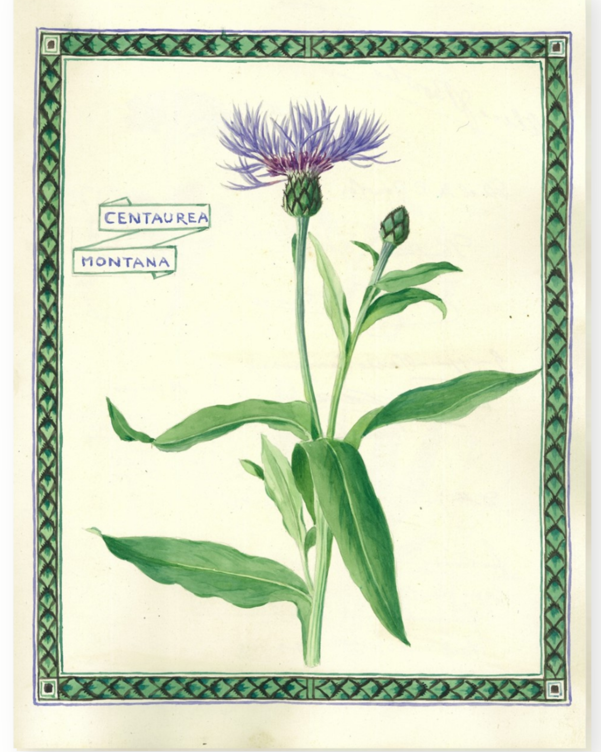 Botanical illustration of a purple flower with green leaves on a beige background