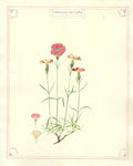 Botanical illustration of a pink flower with green leaves on a light beige background