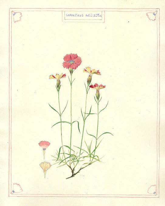 Botanical illustration of a pink flower with green leaves on a light beige background