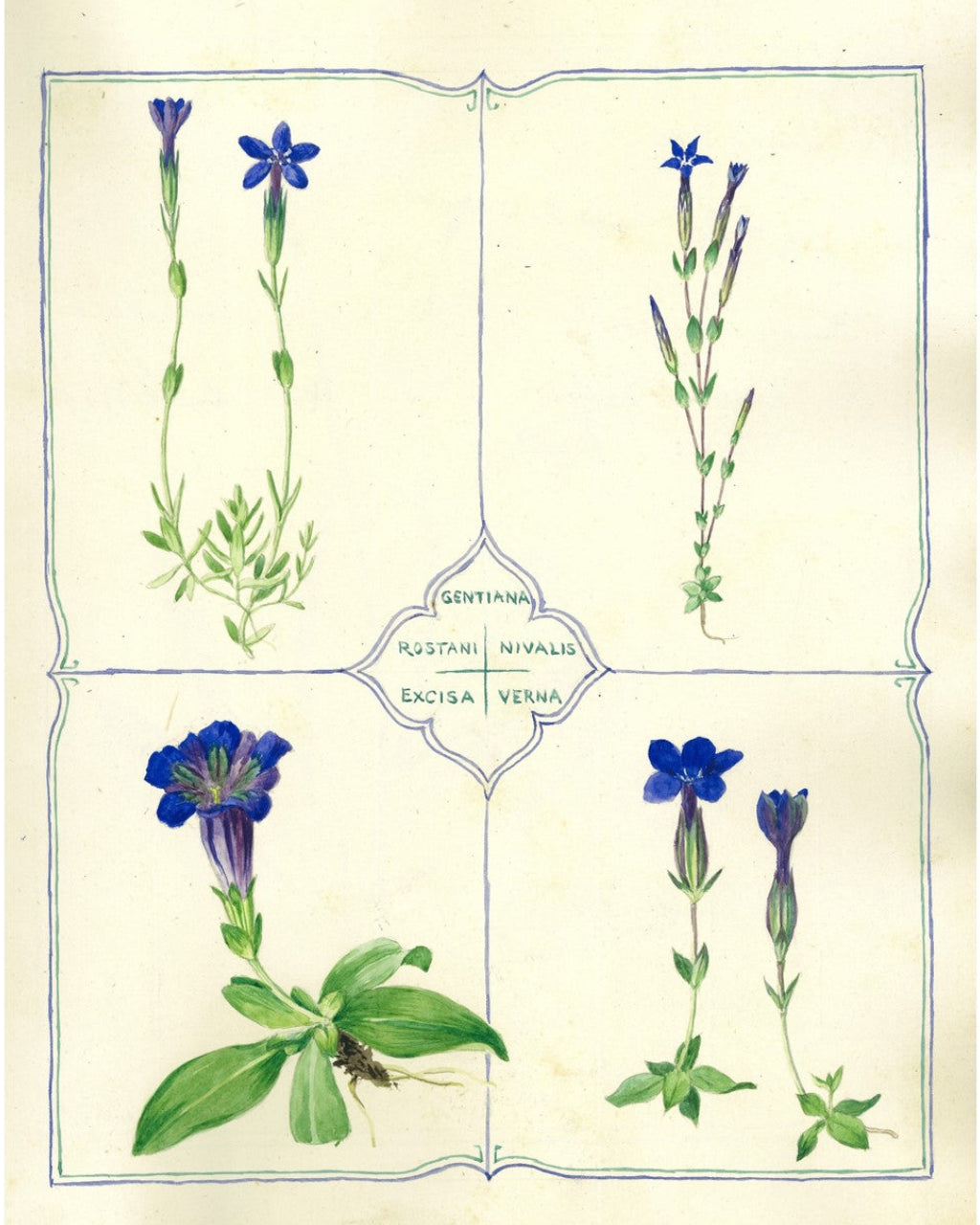 Botanical illustration of blue flowers with green leaves on a beige background