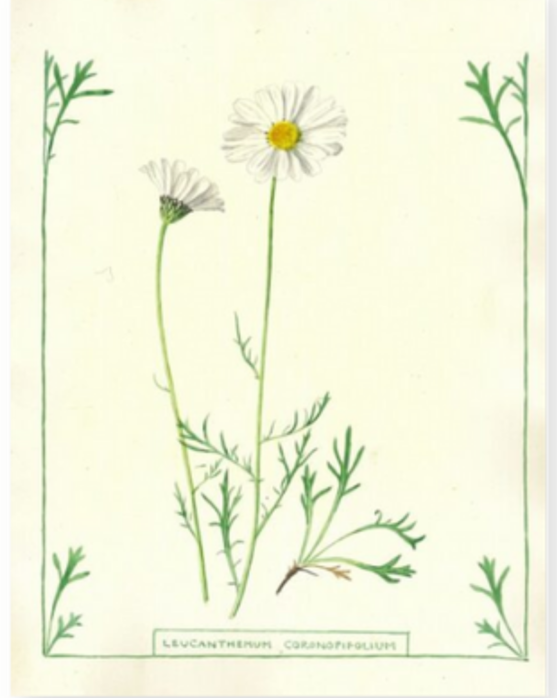 Art print with botanical illustration of a daisy on a light cream background