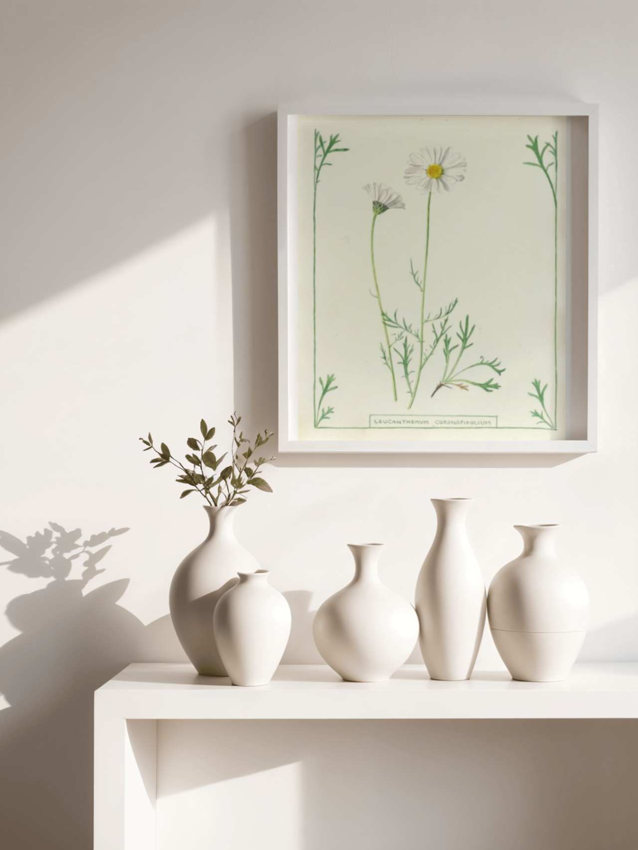 Leucanthemum Coronopipolium