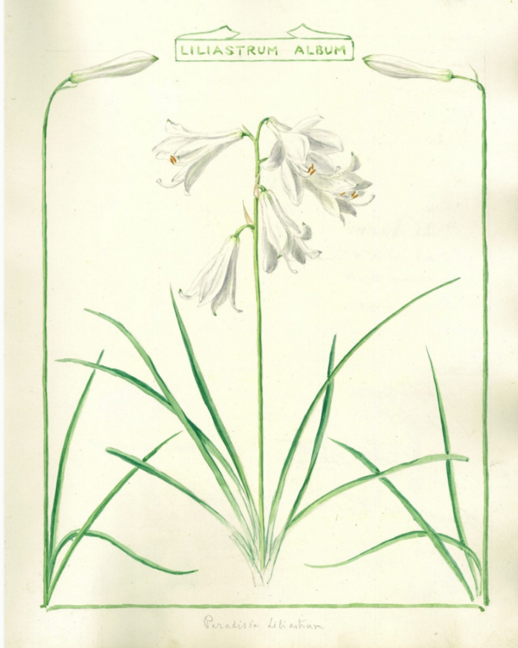 Botanical illustration of a white flower with green leaves on a beige background