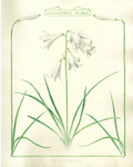 Botanical illustration of a white flower with green leaves on a beige background