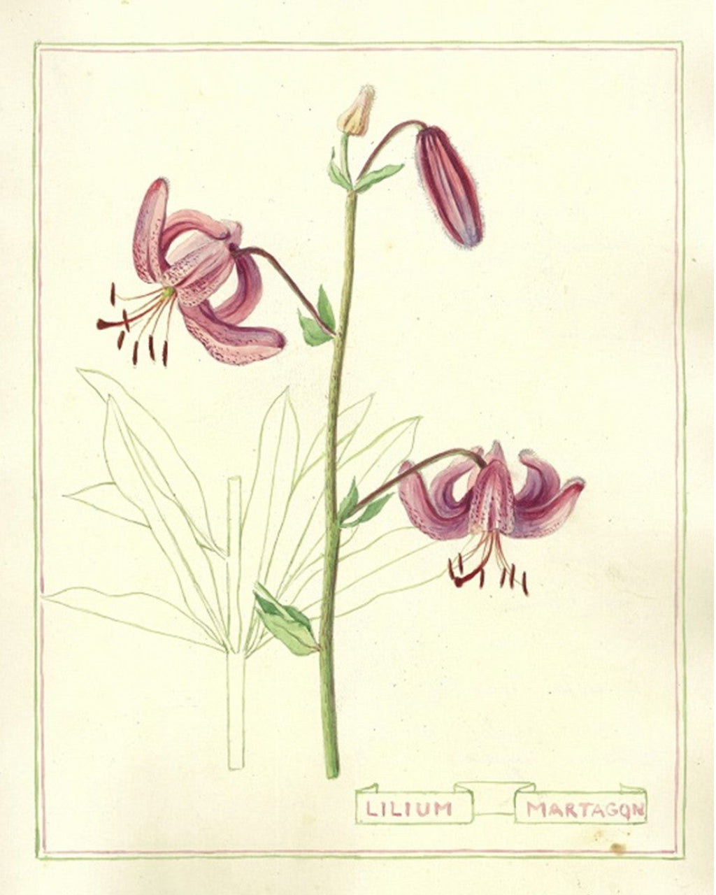 Botanical illustration of a lily plant on a light beige background