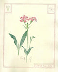 Botanical illustration of pink flowers with green leaves on a beige background