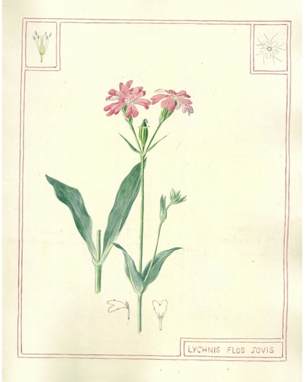 Botanical illustration of pink flowers with green leaves on a beige background