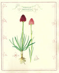 Illustration of a plant with red flowers and green leaves on a beige background