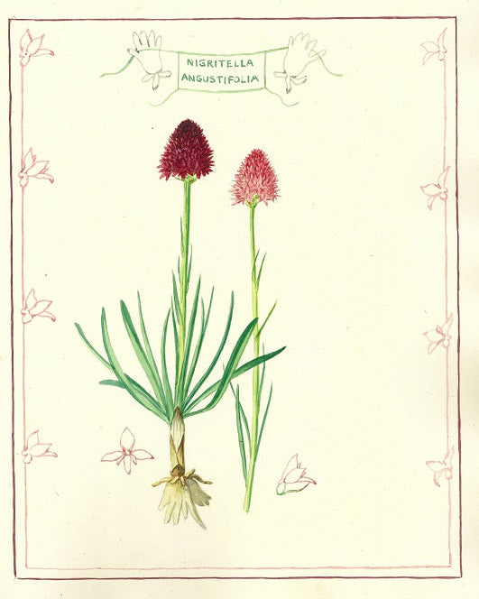Illustration of a plant with red flowers and green leaves on a beige background