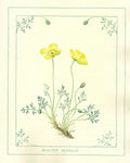 Illustration of yellow flowers with green leaves on a light background