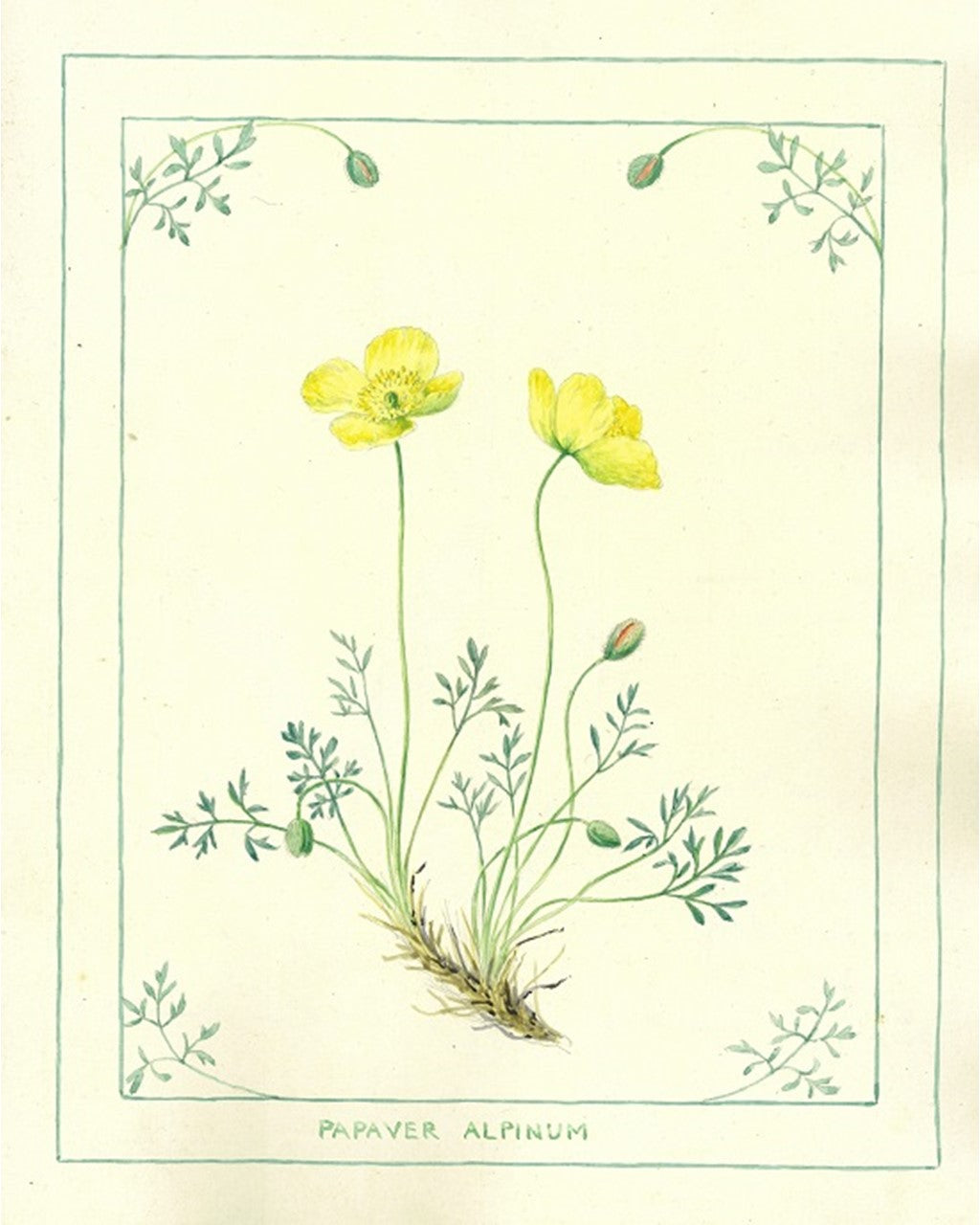 Illustration of yellow flowers with green leaves on a light background