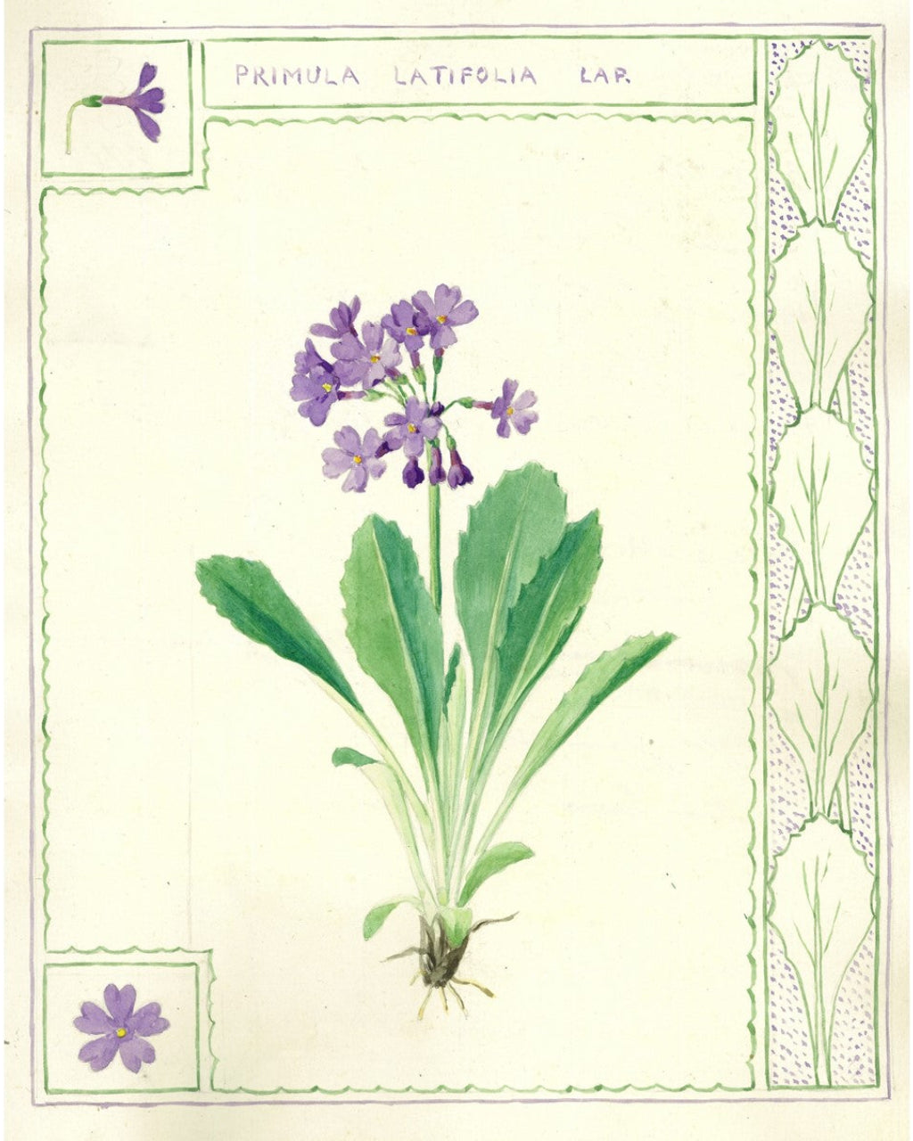 Botanical illustration of a plant with purple flowers and green leaves on a decorative border.