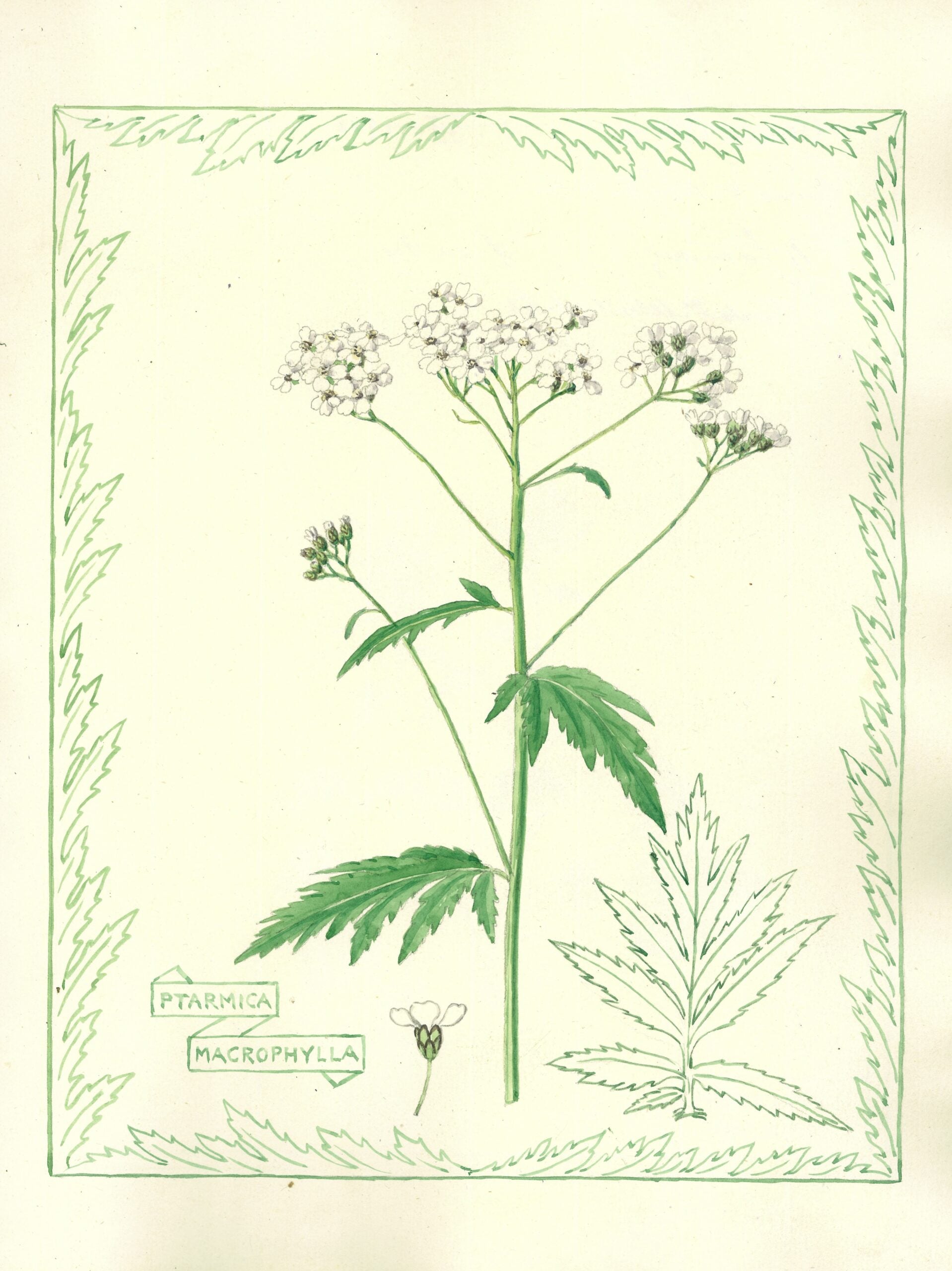 Botanical illustration of a plant with detailed leaves and flowers with a light green frame.
