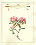Botanical illustration of pink flowers with green leaves on a beige background