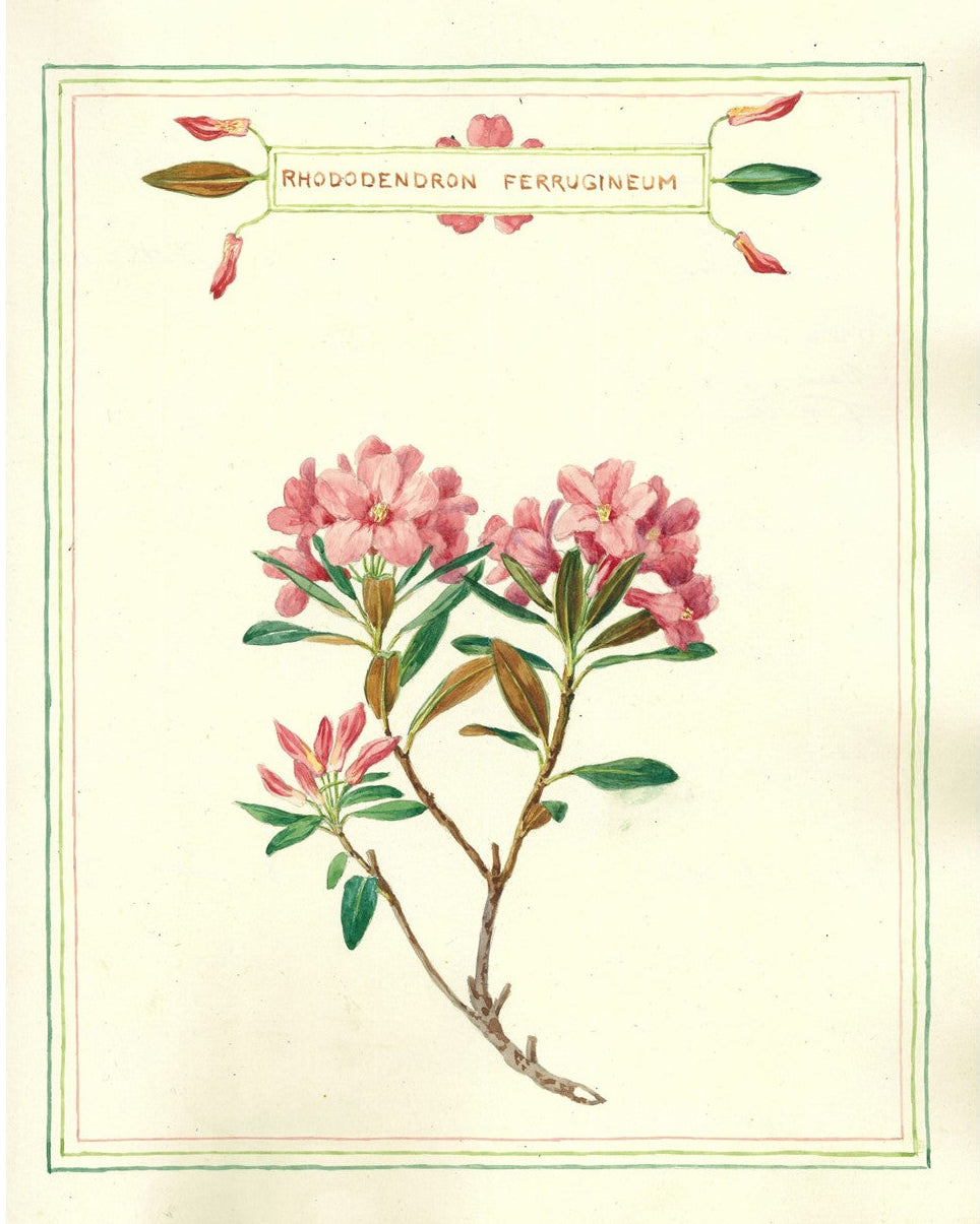 Botanical illustration of pink flowers with green leaves on a beige background