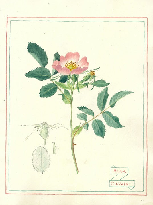 Botanical illustration of a pink flower with green leaves on a light background